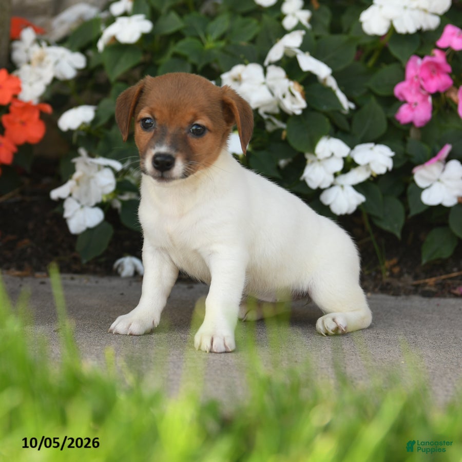 Dazzle (Jack Russell, Female) in East Earl, PA