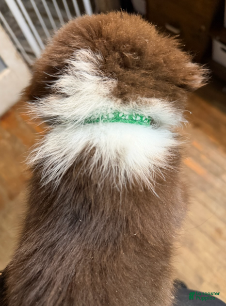 Australian Shepherd dogs Green - Ad 2