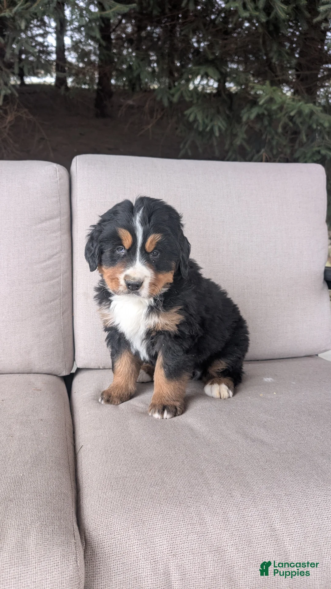 Bernese Mountain Dog dogs for sale: Jake  - Ad 1
