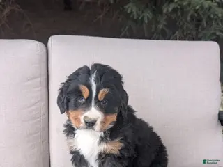 Bernese Mountain Dog dogs for sale: Jake - Ad 3