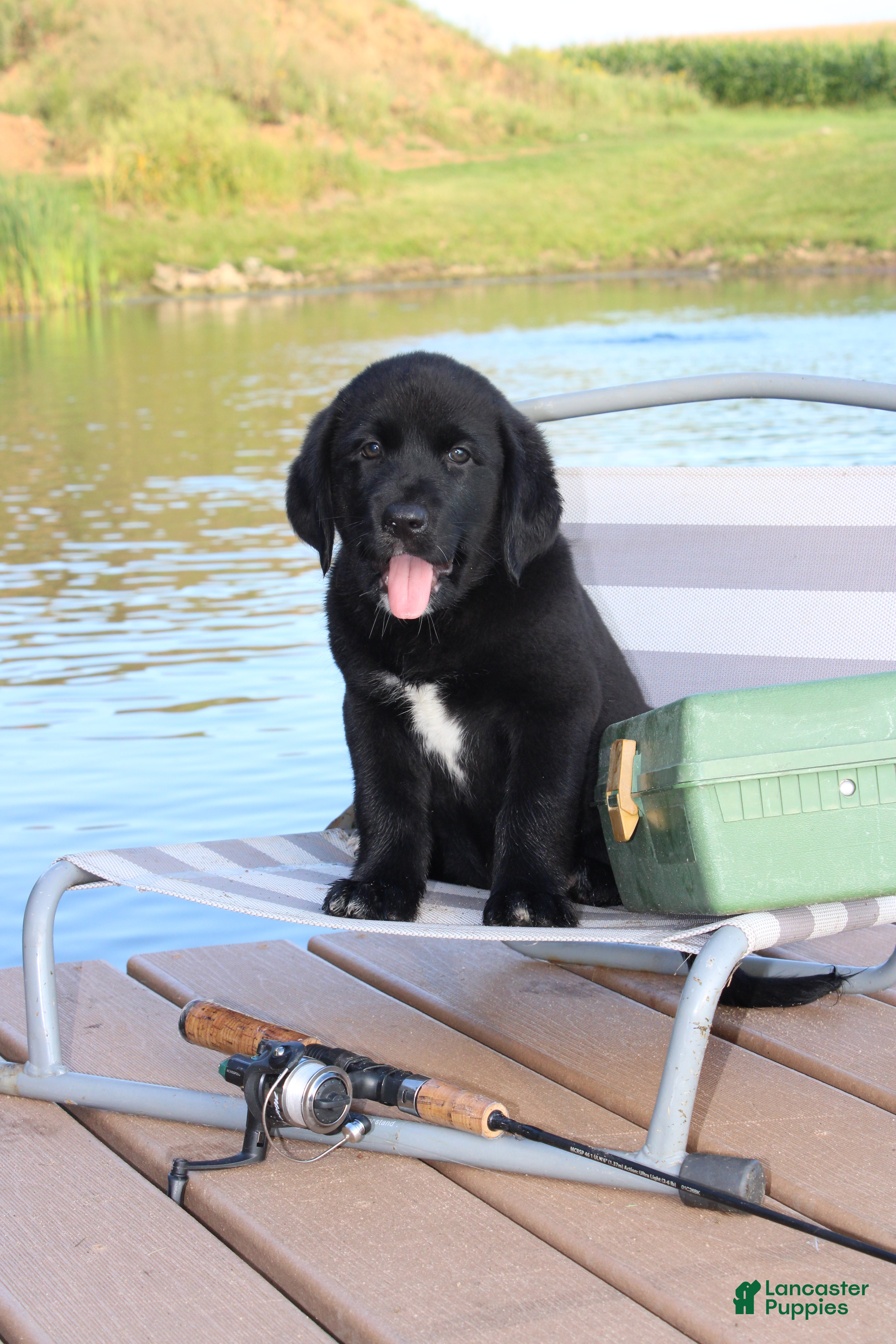 Labrador Retriever dogs Charlie - Ad 1