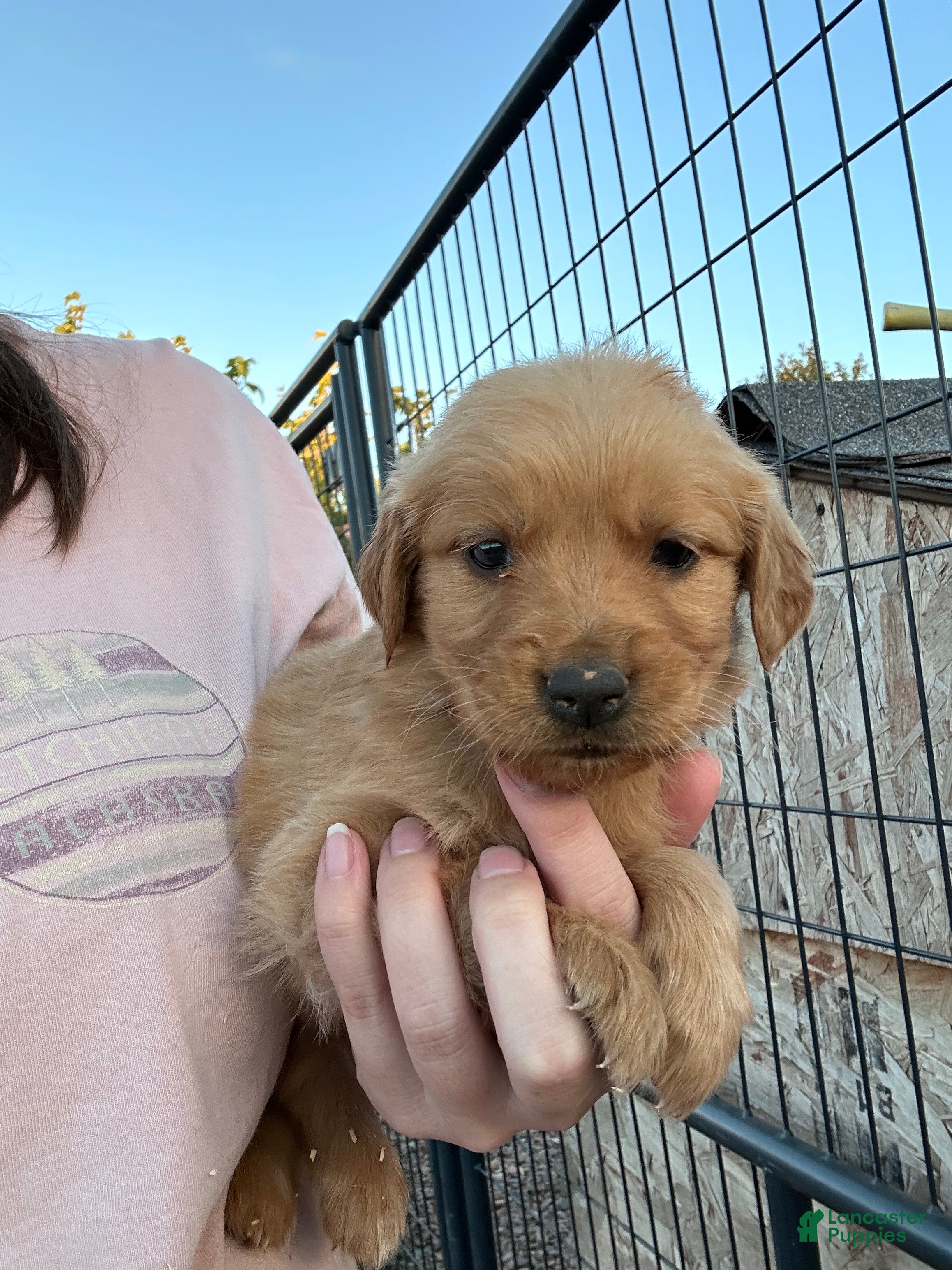 Golden Retriever dogs for sale: Duke (green) - Ad 18