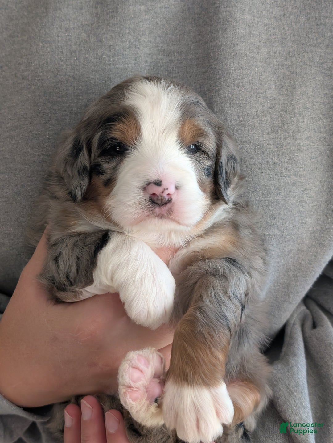 Mini Bernedoodle dogs for sale: Mini Bluey - Ad 3