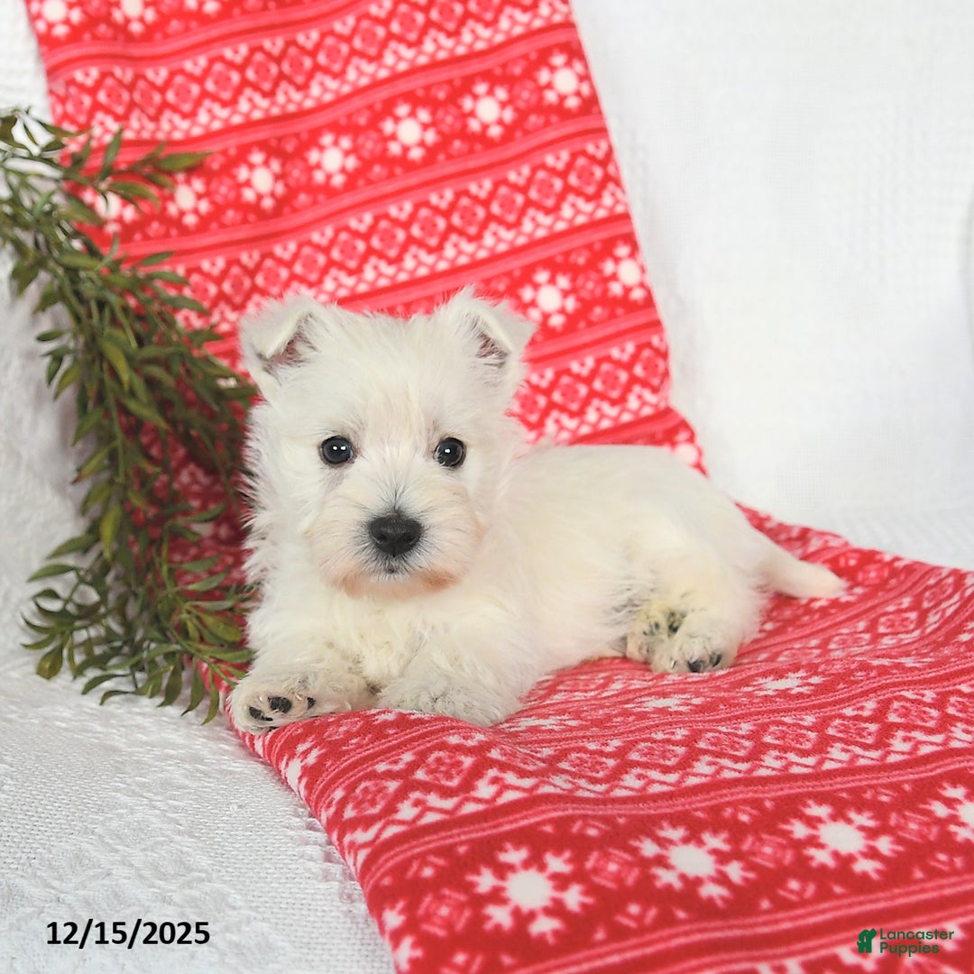West Highland Terrier dogs for sale: Sunny   - Ad 4
