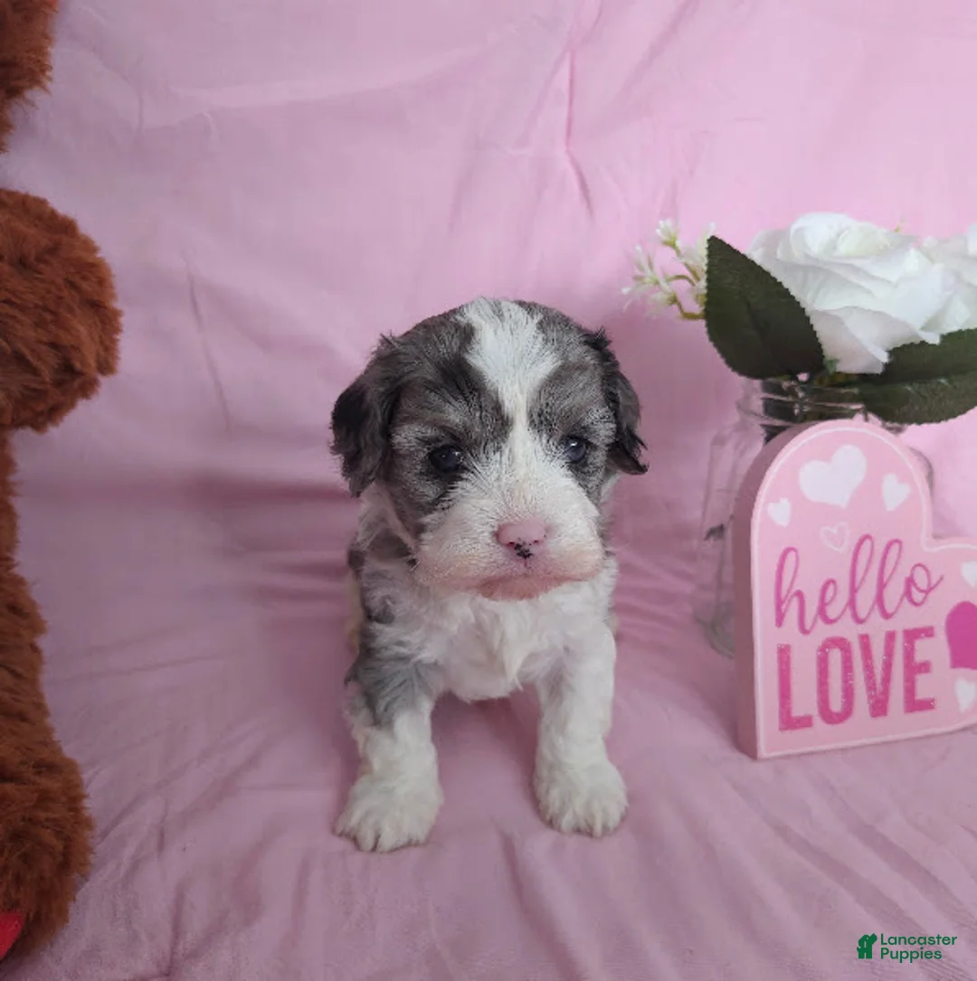 Cavapoo dogs for sale: Sven - Ad 7