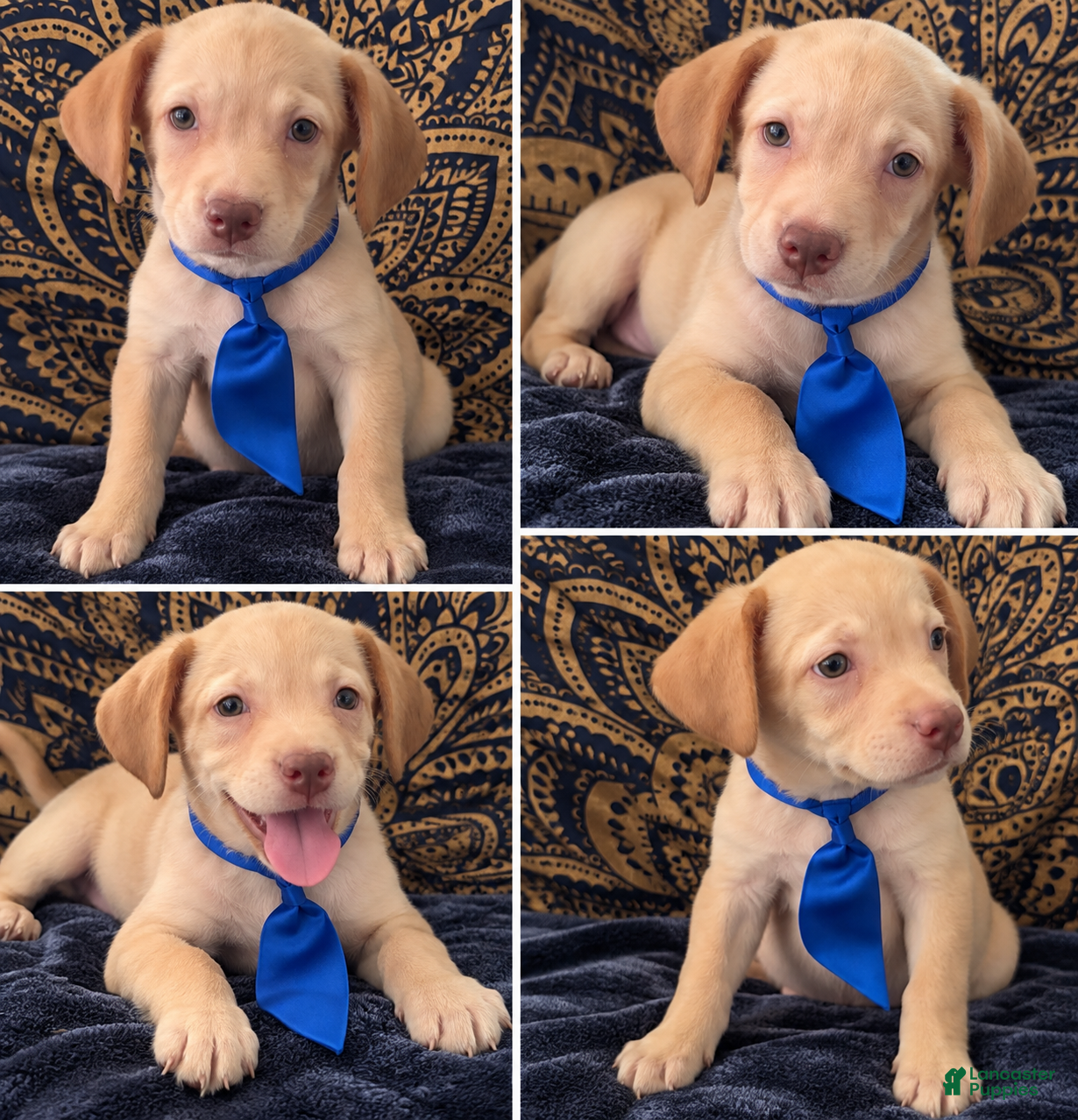Mixed Breed dogs Designer dog  2 - Ad 36