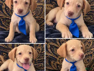 Mixed Breed dogs Designer dog 2 - Ad 36
