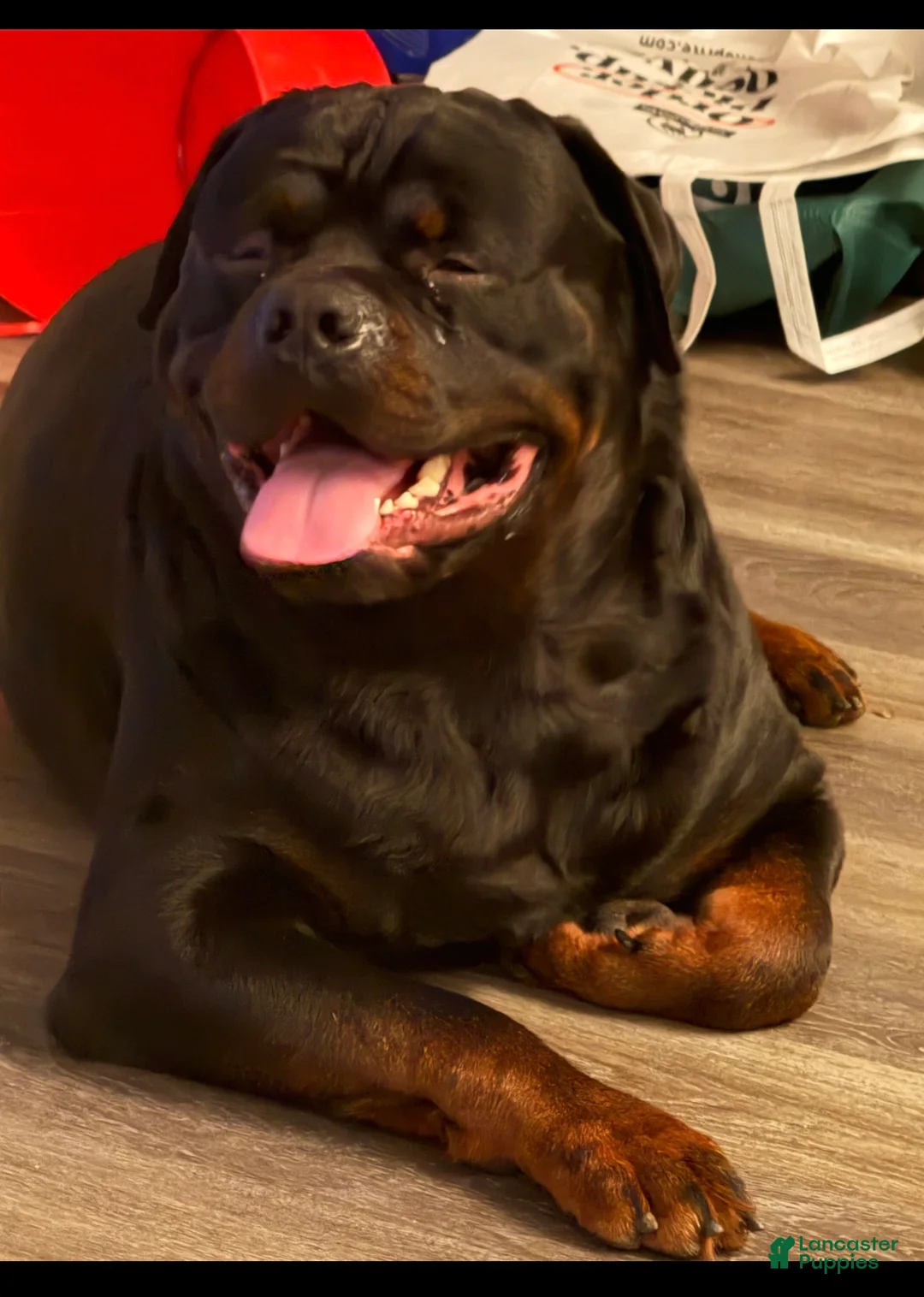 Rottweiler dogs for stud: Ace Rottweiler - Ad 5