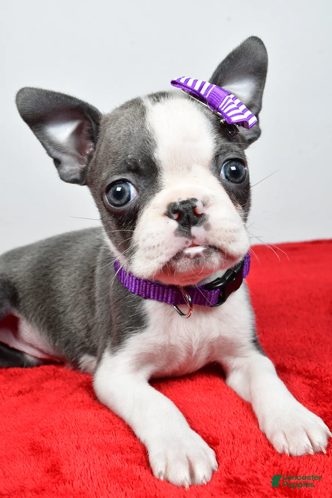 Mixed Breed dogs for sale: Lily - Ad 6