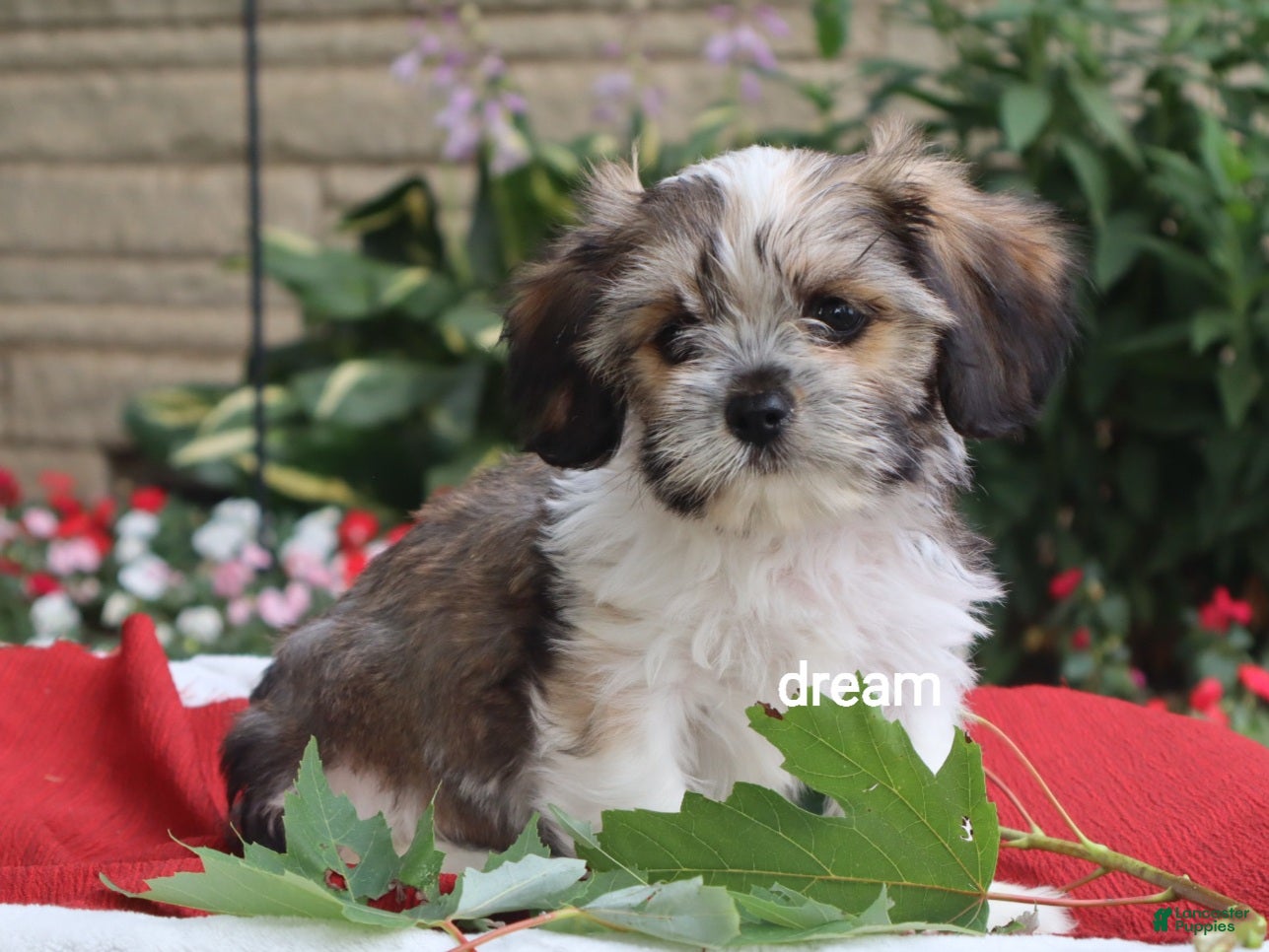 Mixed Breed dogs Nico - Ad 1