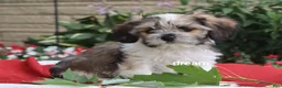Mixed Breed dogs for sale: Nico - Ad 1