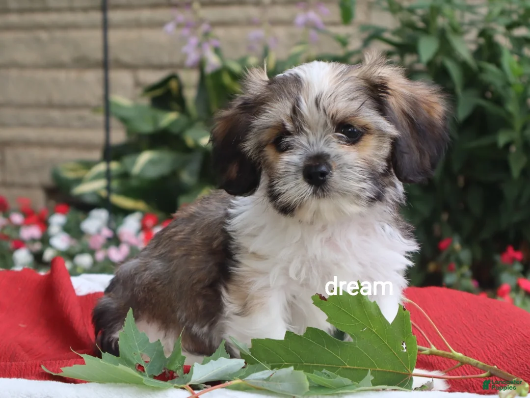 Mixed Breed dogs for sale: Nico - Ad 1