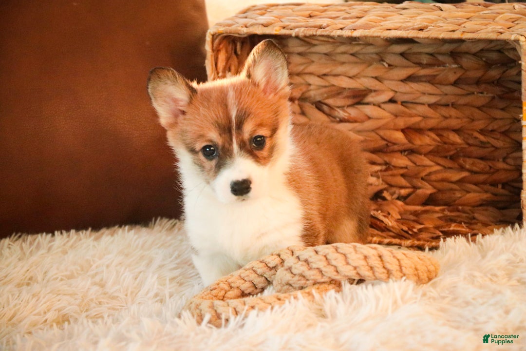 Welsh Corgi Pembroke dogs for sale: Waffle - Ad 5