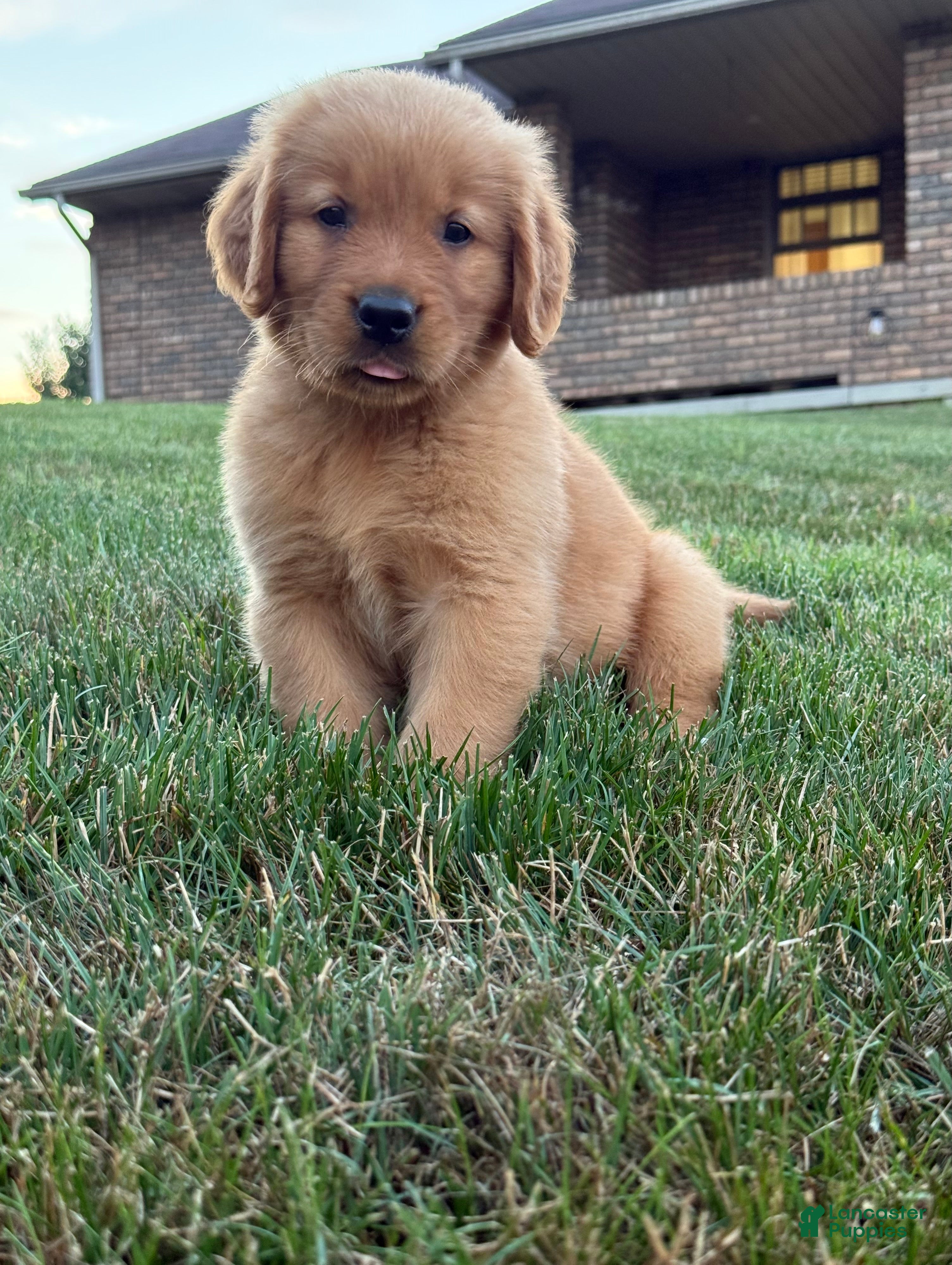 Golden Retriever dogs Milo - Ad 2