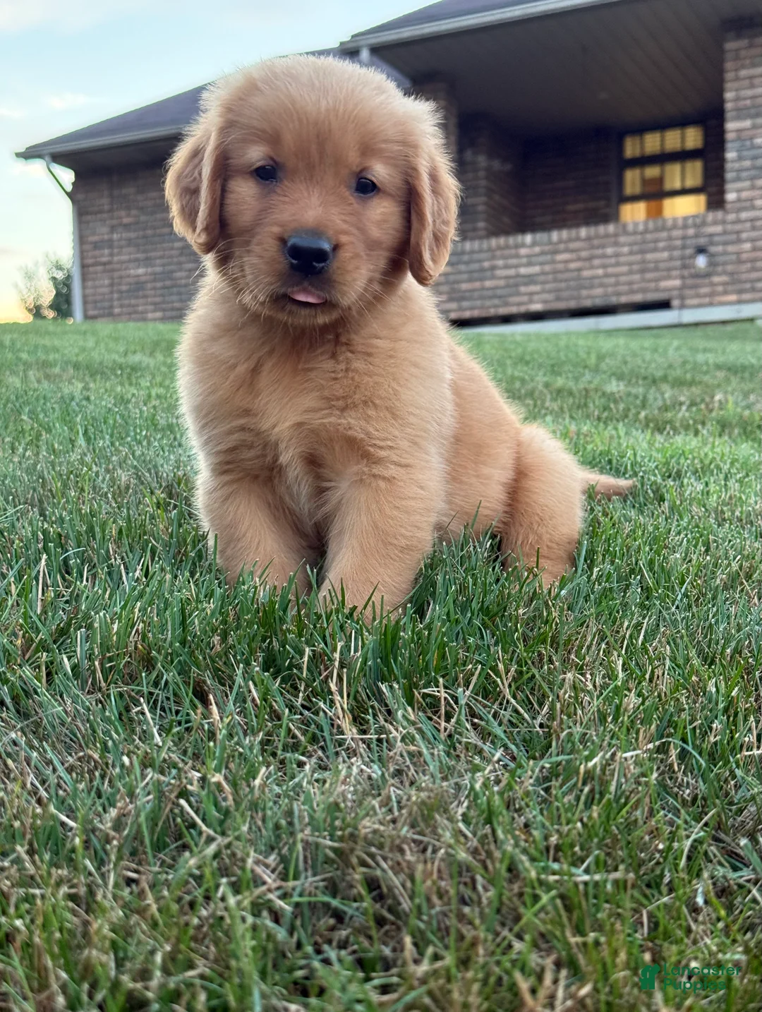 Golden Retriever dogs for sale: Milo - Ad 2