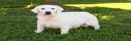 Golden Retriever dogs for sale: Turbo - Ad 5