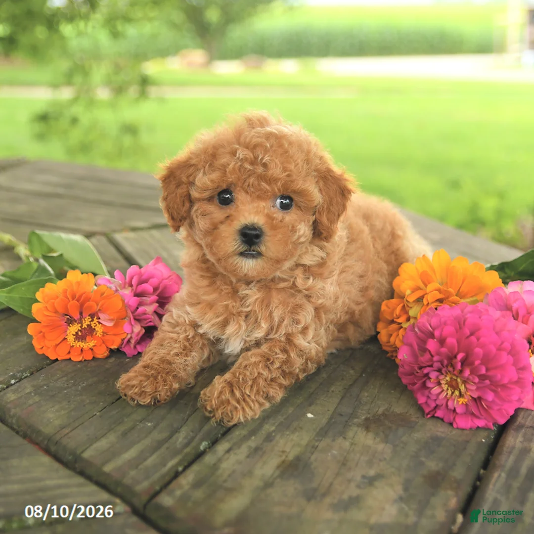 Toy Poodle dogs for sale: Rose  - Ad 2