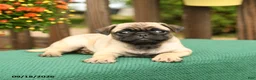 Pug dogs for sale: Minnie - Ad 3