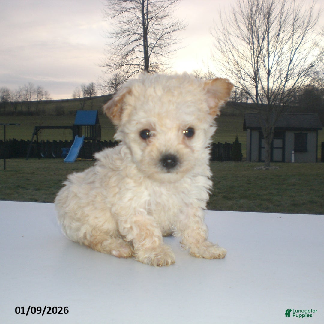Yorkiepoo dogs for sale: Kelly - Ad 17