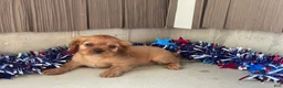 Cavalier King Charles Spaniel dogs for sale: Helen Cavalier King Charles Spaniel  - Ad 5