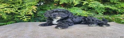 Mini Bernedoodle dogs for sale: Brock - Ad 17