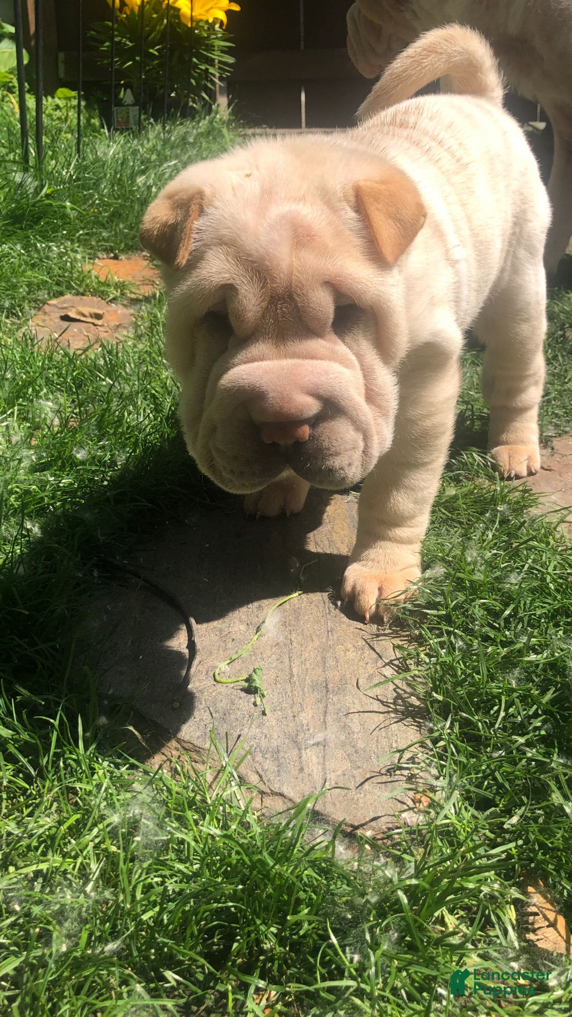 Shar Pei dogs Shar Pei Puppy 7 - Ad 4