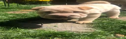 Shar Pei dogs for sale: Shar Pei Puppy 7 - Ad 1