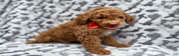 Cockapoo dogs for sale: Rover - Ad 4