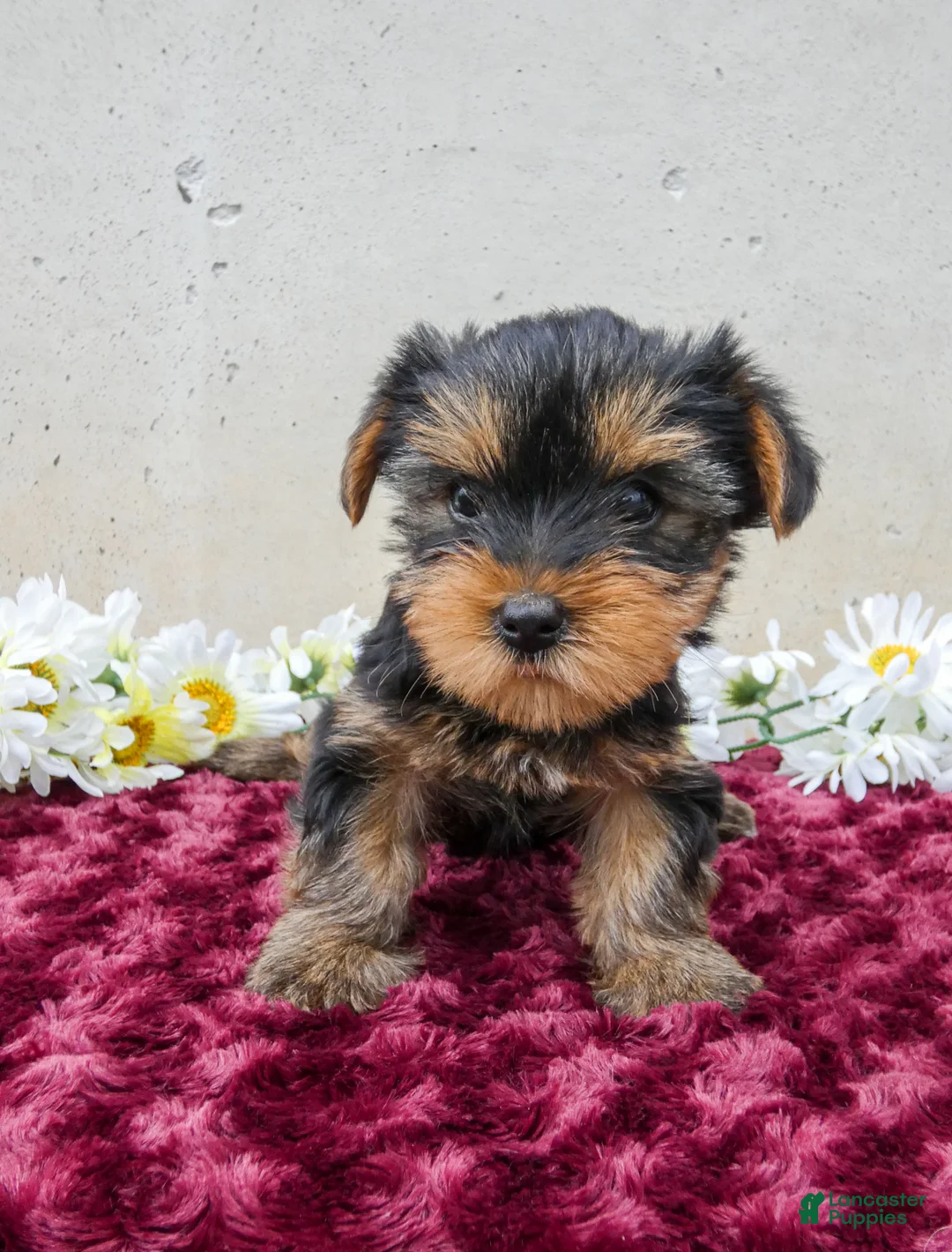 Yorkshire Terrier dogs for sale: Tracey - Ad 2