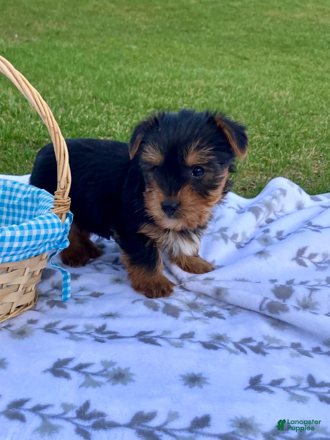 Yorkshire Terrier dogs for sale: Marley - Ad 8