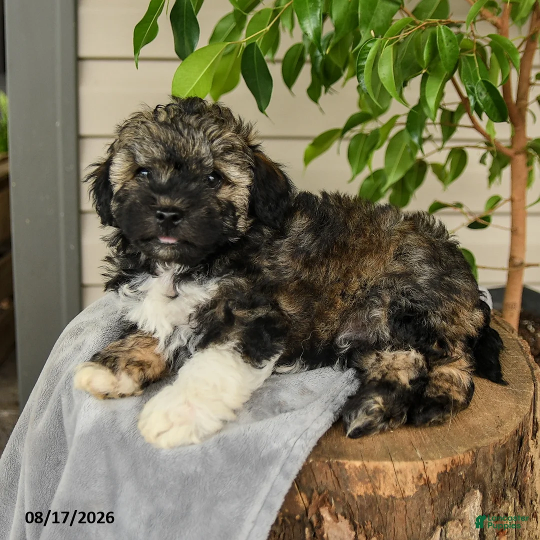 Shihpoo dogs for sale: Miles - Ad 2