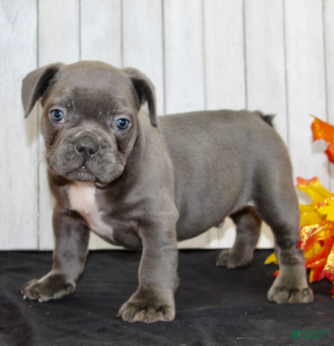 French Bulldog dogs for sale: Eric Male AKC French Bulldog - Ad 5