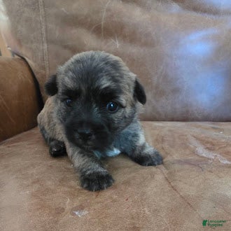 Cairn Terrier dogs Cherry  - Ad 2