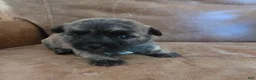Cairn Terrier dogs for sale: Cherry  - Ad 2