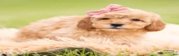 Mini Goldendoodle dogs for sale: Nae Nae - Ad 2