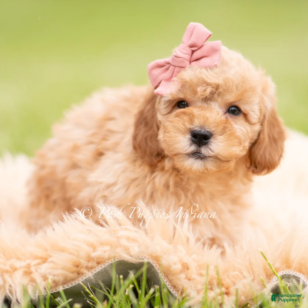 Mini Goldendoodle dogs for sale: Nae Nae - Ad 2