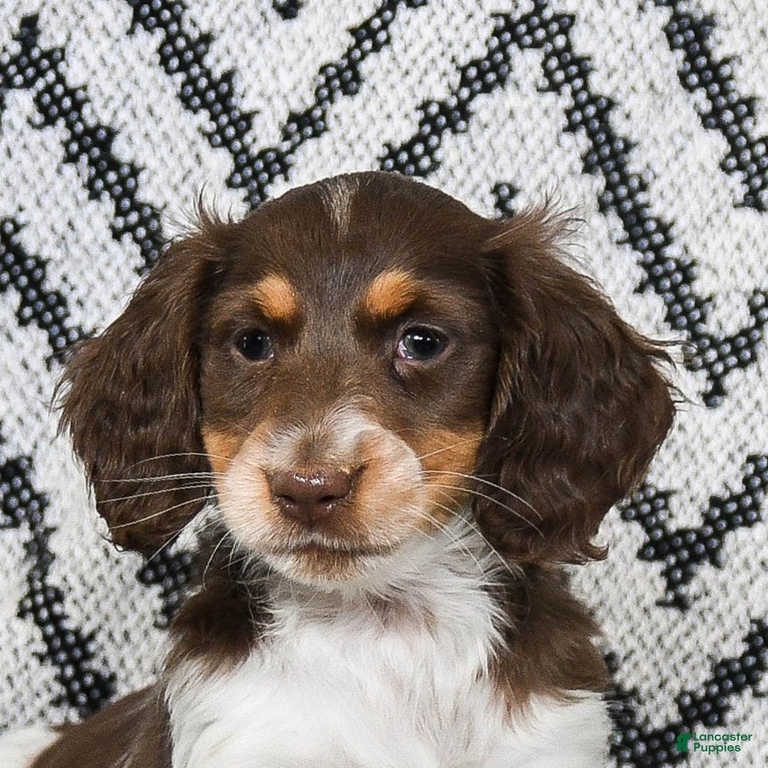 Miniature Dachshund dogs for sale: Vixen - Ad 4