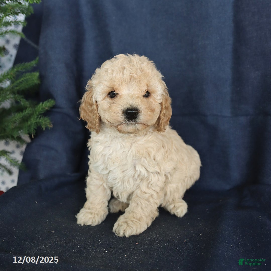 Cockapoo dogs for sale: Caramel - Ad 3
