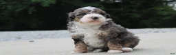 Mini Bernedoodle dogs for sale: Cleo  - Ad 5