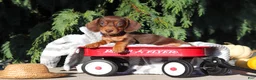 Dachshund dogs for sale: Mudge - Ad 11