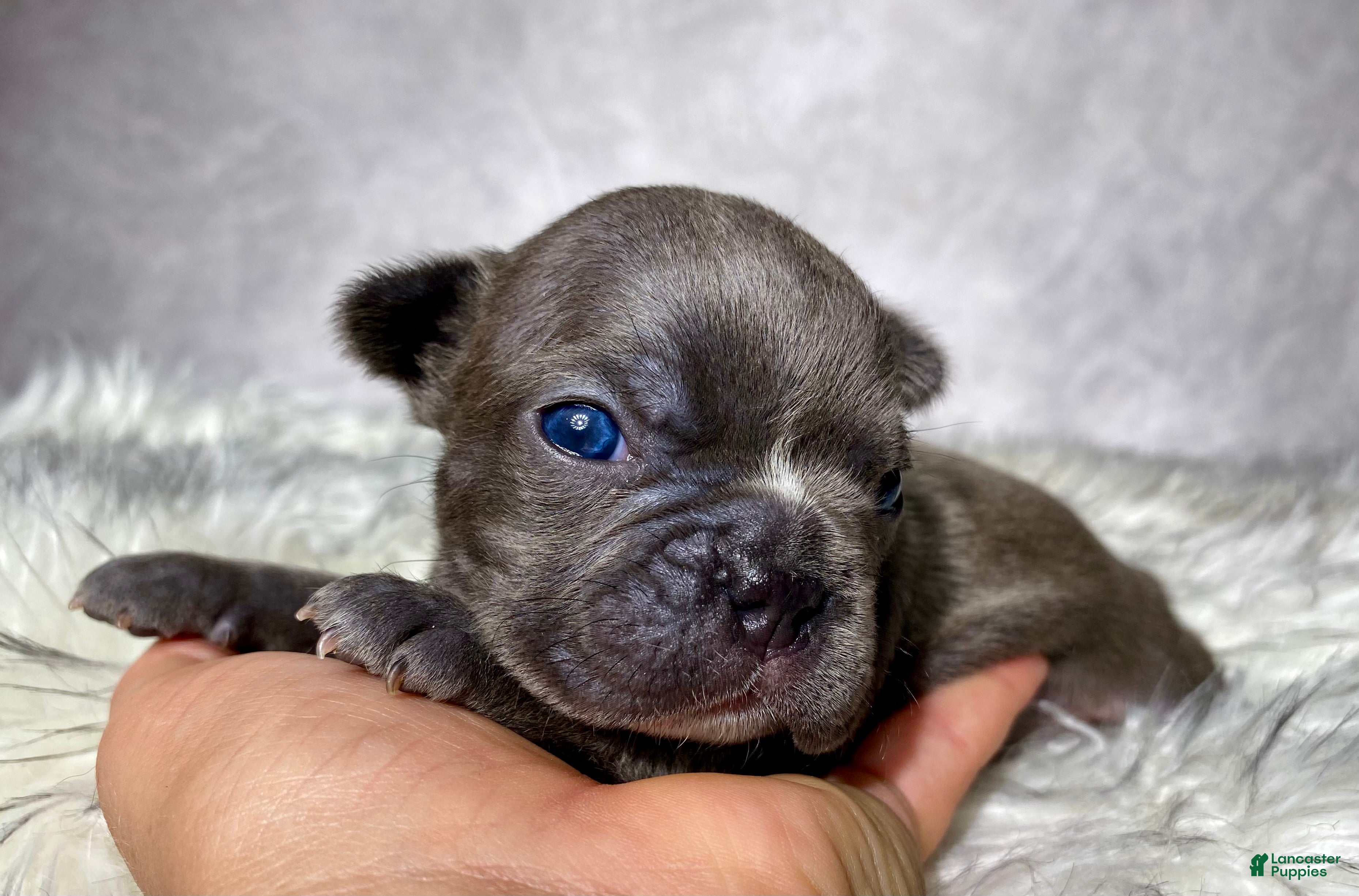 Frenchton dogs Mr. Kirby - Ad 1