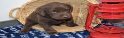 Labrador Retriever dogs for sale: Rascal - Ad 4