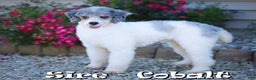 Mini Sheepadoodle dogs for sale: Roscoe - Ad 9
