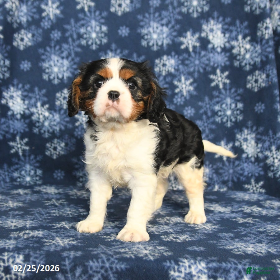 Cavalier King Charles Spaniel dogs Max - Ad 2