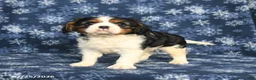 Cavalier King Charles Spaniel dogs for sale: Max - Ad 2