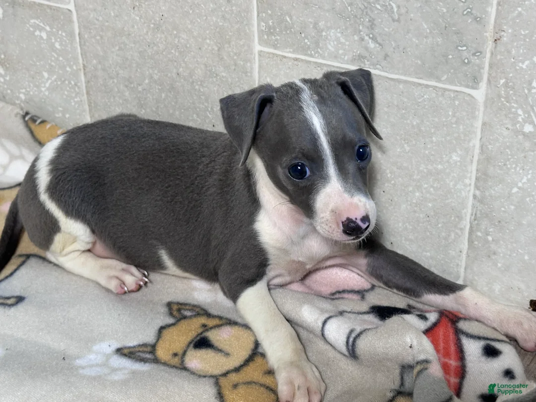 Italian Greyhound dogs for sale: Bo Peep - Ad 7