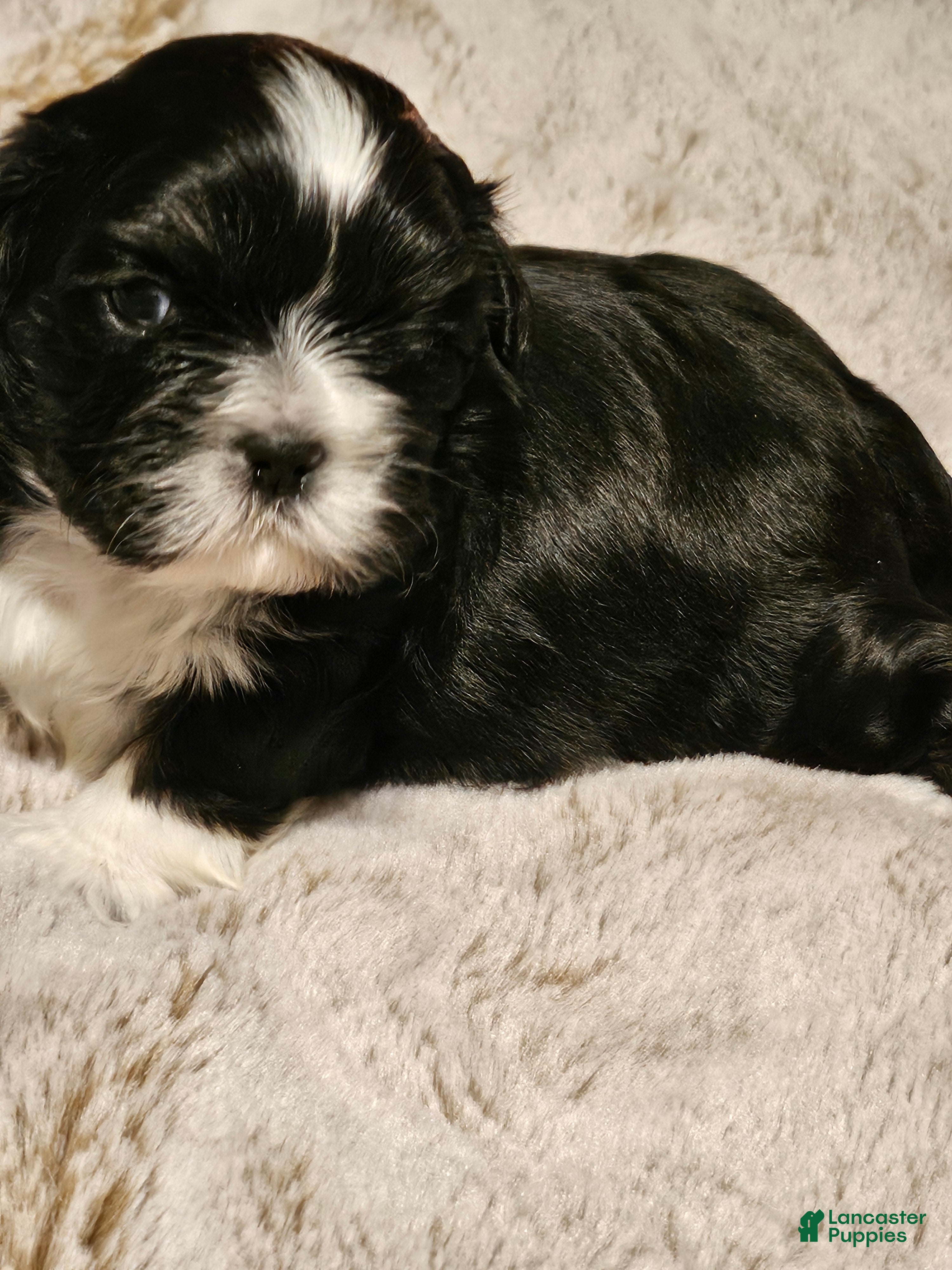 Shih Tzu dogs Shih Tzu Puppy 2 - Ad 1