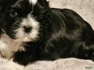 Shih Tzu dogs for sale: Shih Tzu Puppy 2 - Ad 2