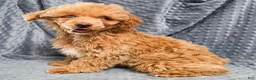 Standard Poodle dogs for sale: Cannon - Ad 6