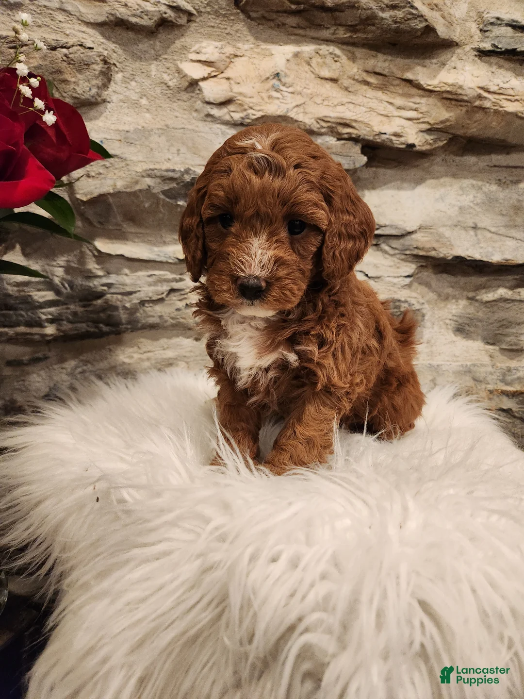 Mini Bernedoodle dogs for sale: CANDY - MINI BERNEDOODLE LOVELY PUPPY (RICHLAND, PA) - F1BB - Ad 2
